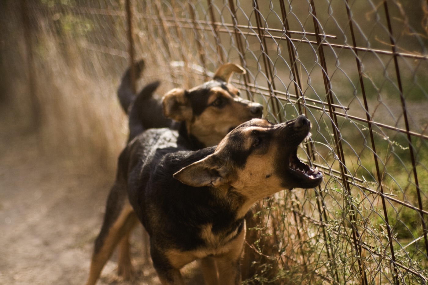 A dog barking behind a fence