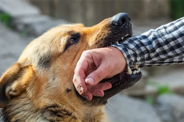 $295,000 for Dog Bite Victim with CRPS